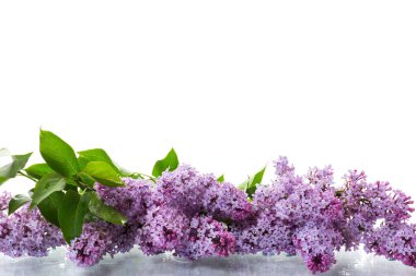 Beyaz arka planda yalıtılmış güzel bahar çiçekleri.