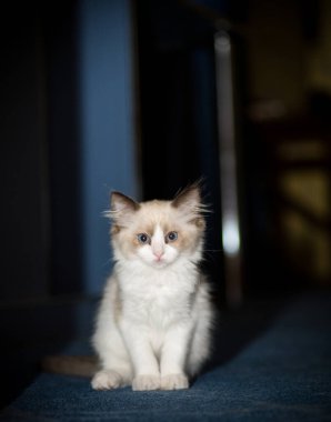 Küçük iki aylık Ragdoll yavrusu evde.