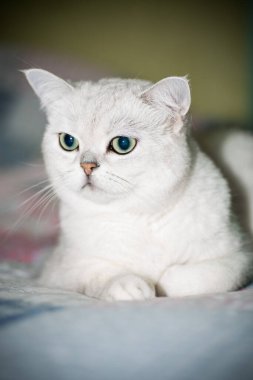 Yetişkin kedi şeceresi İskoç çinçillası..