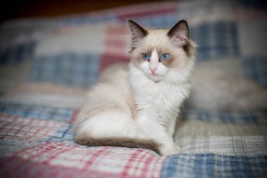 Küçük iki aylık Ragdoll yavrusu evde.