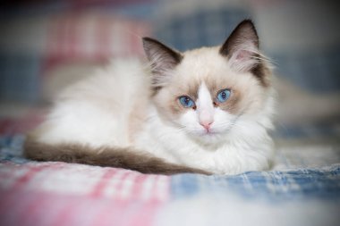 Küçük iki aylık Ragdoll yavrusu evde.