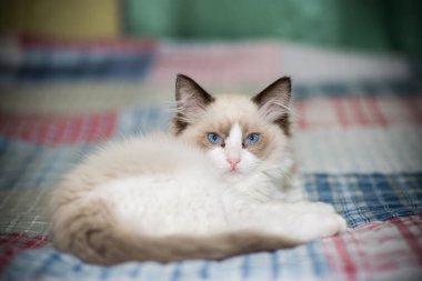Küçük iki aylık Ragdoll yavrusu evde.