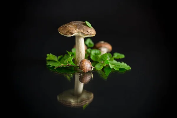 Uncultivated organic forest mushrooms on black background — Stock Photo, Image