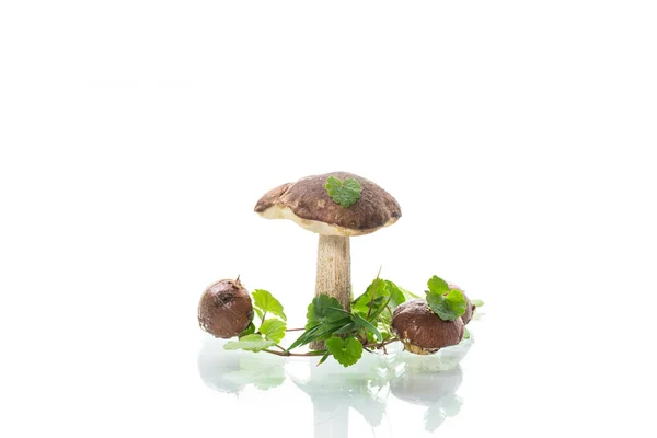 Uncultivated organic forest mushrooms on white background — Stock Photo, Image