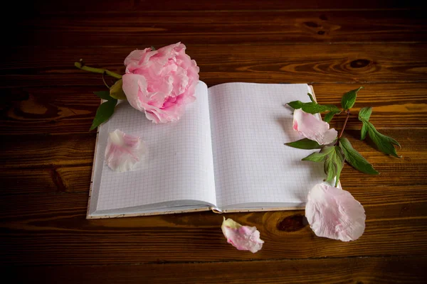 Rosa Hermosa Peonía Con Pétalos Cuaderno Blanco Para Texto Una — Foto de Stock