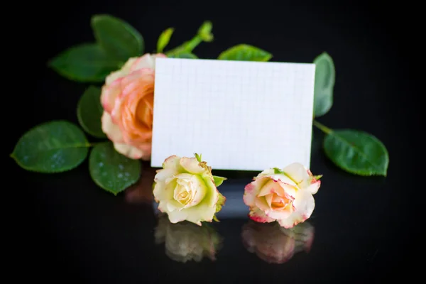 Rosa Belas Rosas Verão Com Papel Timbrado Branco Para Texto — Fotografia de Stock