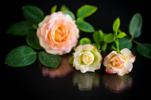Ροζ Όμορφα Τριαντάφυλλα Του Καλοκαιριού Απομονωμένα Μαύρο Φόντο — Φωτογραφία Αρχείου
