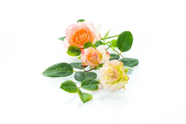 Ροζ Όμορφα Τριαντάφυλλα Του Καλοκαιριού Απομονωμένα Λευκό Φόντο — Φωτογραφία Αρχείου