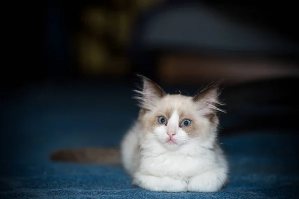 Small Two Month Old Ragdoll Kitten Home — Stock Photo, Image