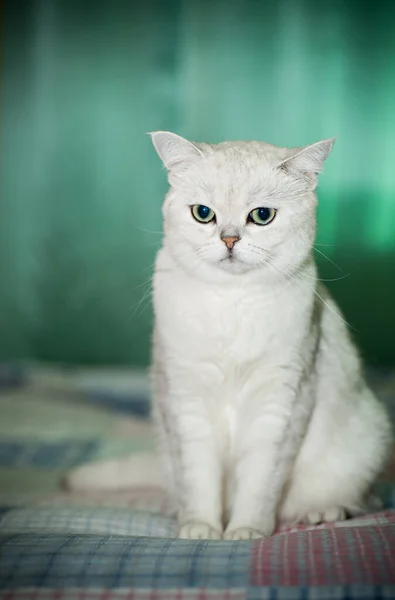 Gato Adulto Pedigrí Escocés Chinchilla Orejas Rectas Casa — Foto de Stock