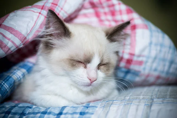 Small Two Month Old Ragdoll Kitten Home — Stock Photo, Image