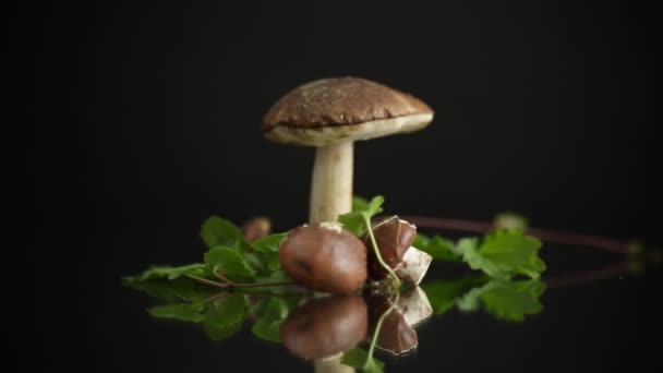 검은 배경에 있는 경작되지 않은 유기농 숲 버섯 — 비디오