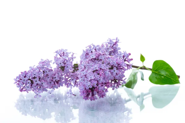 Ramo de hermosas flores de primavera de lila sobre fondo blanco — Foto de Stock