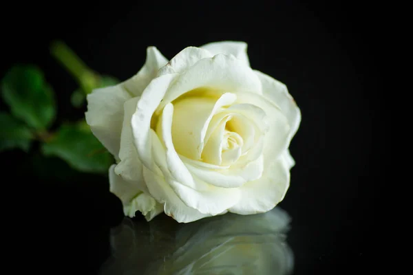 One beautiful white rose on black background — Stock Photo, Image