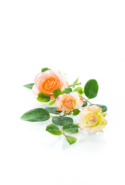 Rosa hermosas rosas de verano sobre fondo blanco — Foto de Stock