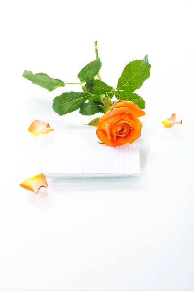 Orange schöne Sommerrosen mit leerem Briefkopf für Text — Stockfoto