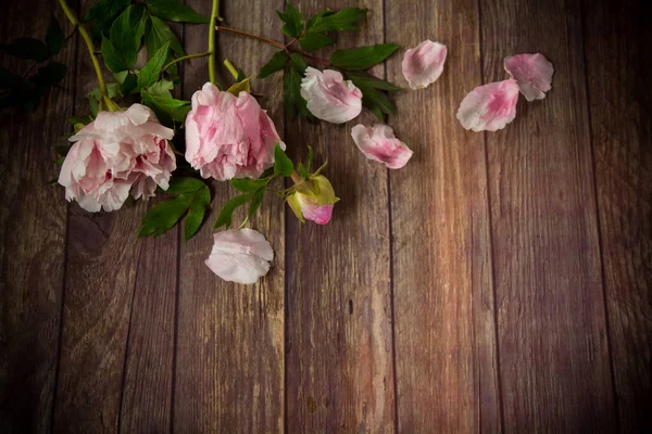 Gyönyörű virágzó bazsarózsa szirmokkal egy fa asztalon Stock Fotó