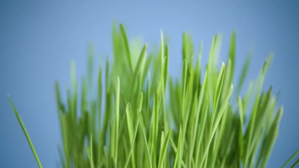 Färsk saftig grönt gräs på blå bakgrund — Stockvideo