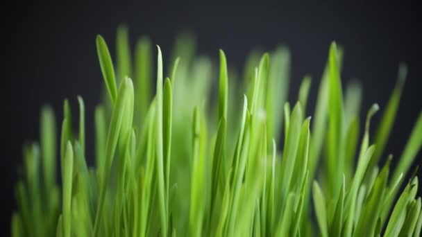 Fresca erba verde succosa su sfondo nero — Video Stock