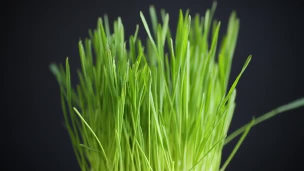 Świeże soczyste zielona trawa na czarnym tle — Wideo stockowe