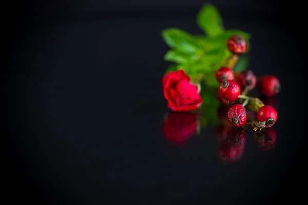 Ώριμο Κόκκινο Τριαντάφυλλο Γοφοί Μικρό Κόκκινο Τριαντάφυλλο Μαύρο Φόντο — Φωτογραφία Αρχείου