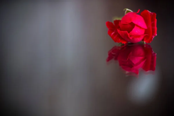 Rosa Roja Con Hojas Verdes Aislamiento Sobre Fondo Oscuro — Foto de Stock