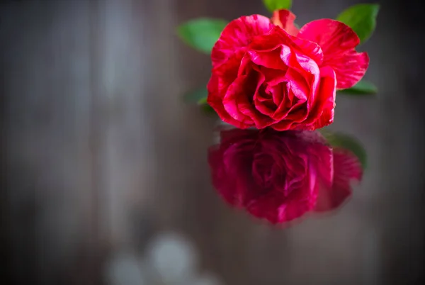 Rosa Vermelha Com Folhas Verdes Isolamento Fundo Escuro — Fotografia de Stock