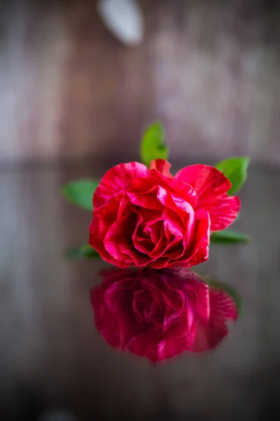 Rosa Roja Con Hojas Verdes Aislamiento Sobre Fondo Oscuro —  Fotos de Stock