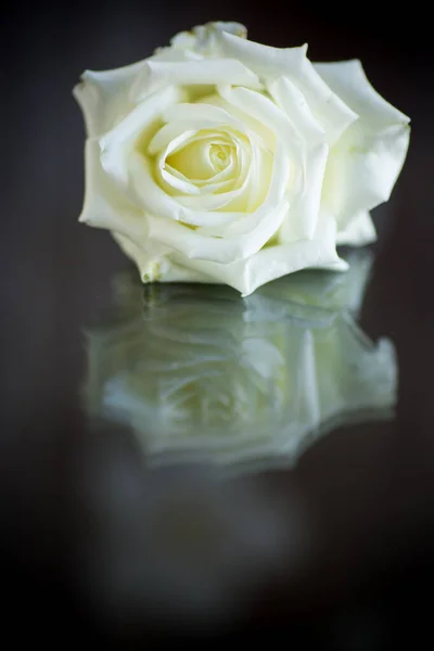 Белая Роза Зелеными Листьями Изоляция Тёмном Фоне — стоковое фото