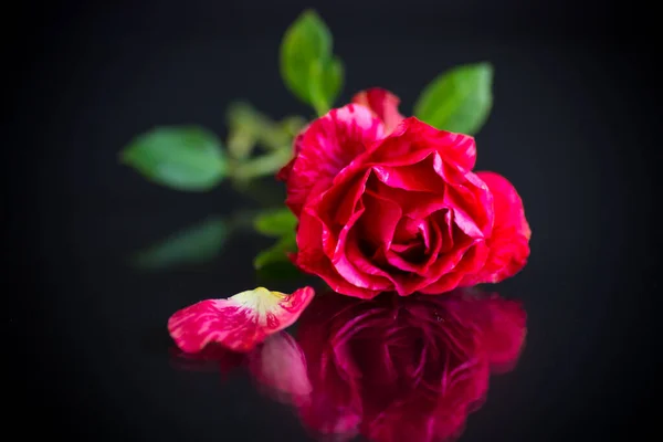 Κόκκινο Τριαντάφυλλο Πράσινα Φύλλα Απομόνωση Σκοτεινό Φόντο — Φωτογραφία Αρχείου