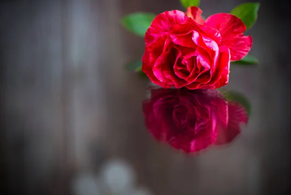 Κόκκινο Τριαντάφυλλο Πράσινα Φύλλα Απομόνωση Σκοτεινό Φόντο Εικόνα Αρχείου