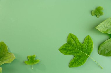 Parlak yeşil yapraklar yeşil yüzeyde kontrastlık yaratır.