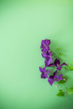 Metin için klematis dalı ve boşluk olan yeşil arkaplan.