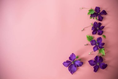 Açan klematis, pembe arka planda üst görüntüyü izole etti..