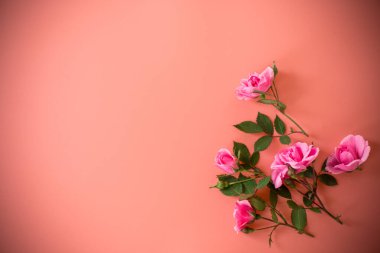 Arkaplan ve metin için güllerle çiçek düzenleme.