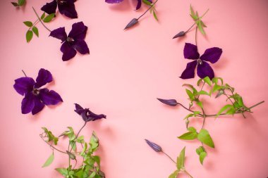 Pembe arka planda mor klematitin tırmanan dalı.