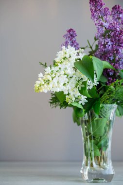 Gri arka planda yalıtılmış narin leylak dalları.