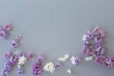 Tasarım için minimalist gri arkaplan üzerinde yukarıdan leylak demeti.