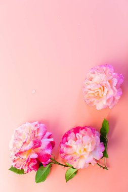 Noel kartı için kırmızı güller..