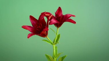 Yeşilde izole edilmiş kırmızı zambakları kapat.