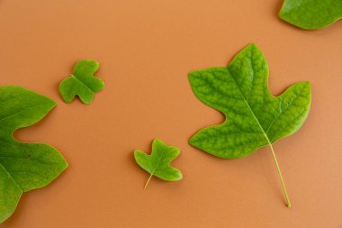 Yeşil yapraklar sıcacık turuncu arka planda çok güzel düzenlenmiş..