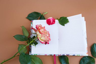 Romantik gül açık defter sayfalarında dinleniyor..
