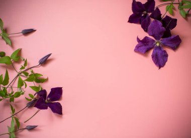 Elegant clematis with flowers on pink background.