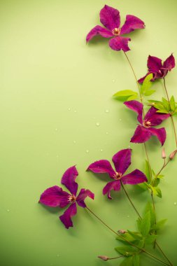 Blooming clematis vine isolated on green texture.