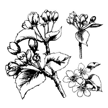 Çiçek açan bir elma ağacının boyalı dalı