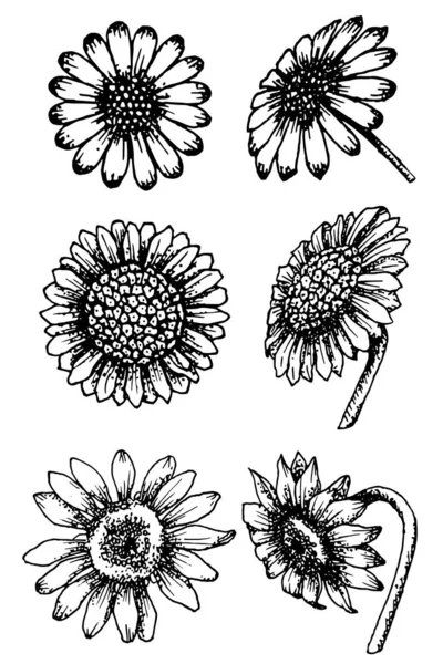 Set Drawn Contours Different Flowers — Stock Photo, Image