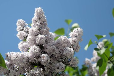 bahar çiçekleri çiçek yakın