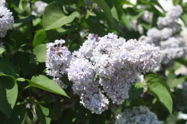 bahar çiçekleri çiçek yakın