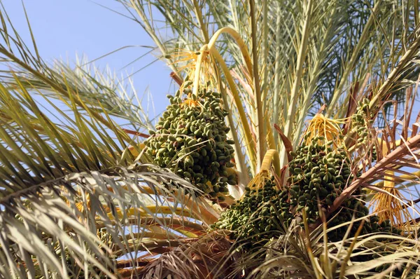 Trossen Groen Datums Vruchten Groeien Aan Een Palmboom Tunesië Afrika — Stockfoto