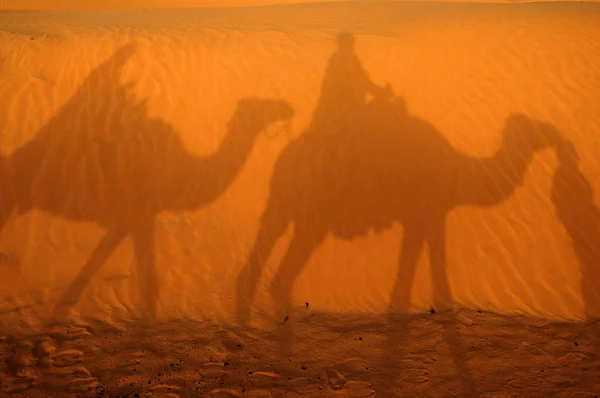 Schatten Der Kamele Der Sahara Bei Sonnenuntergang — Stockfoto